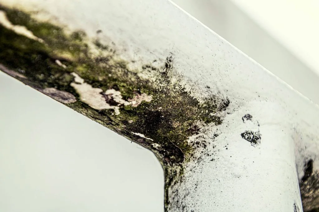 Bathroom Mold