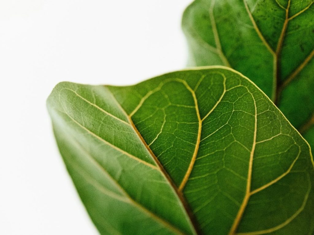 Fiddle Leaf Fig Plants Indoor Plants