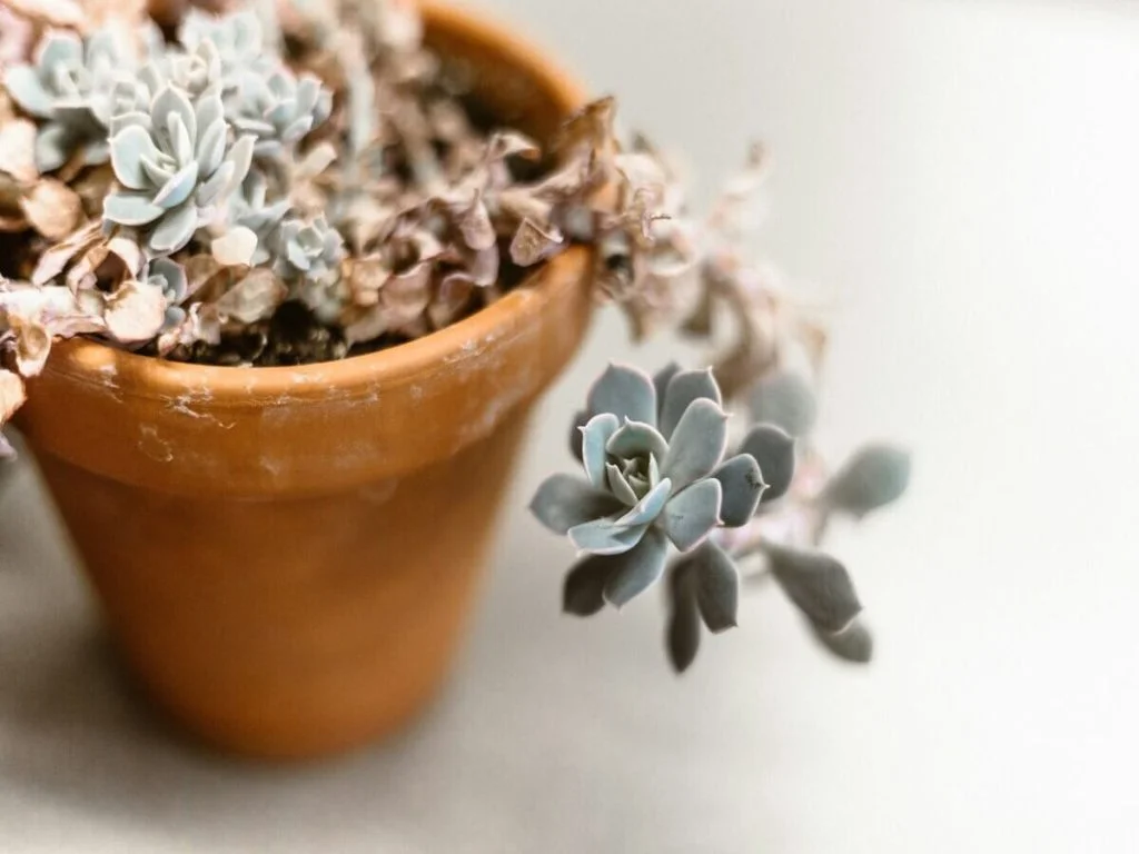 Maintaining and Evolving Your Nature Décor