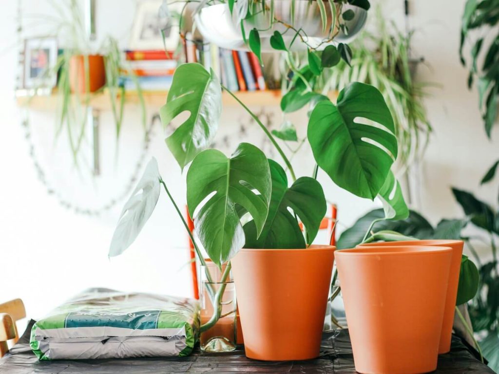 Sustainable Practices in Nature Décor