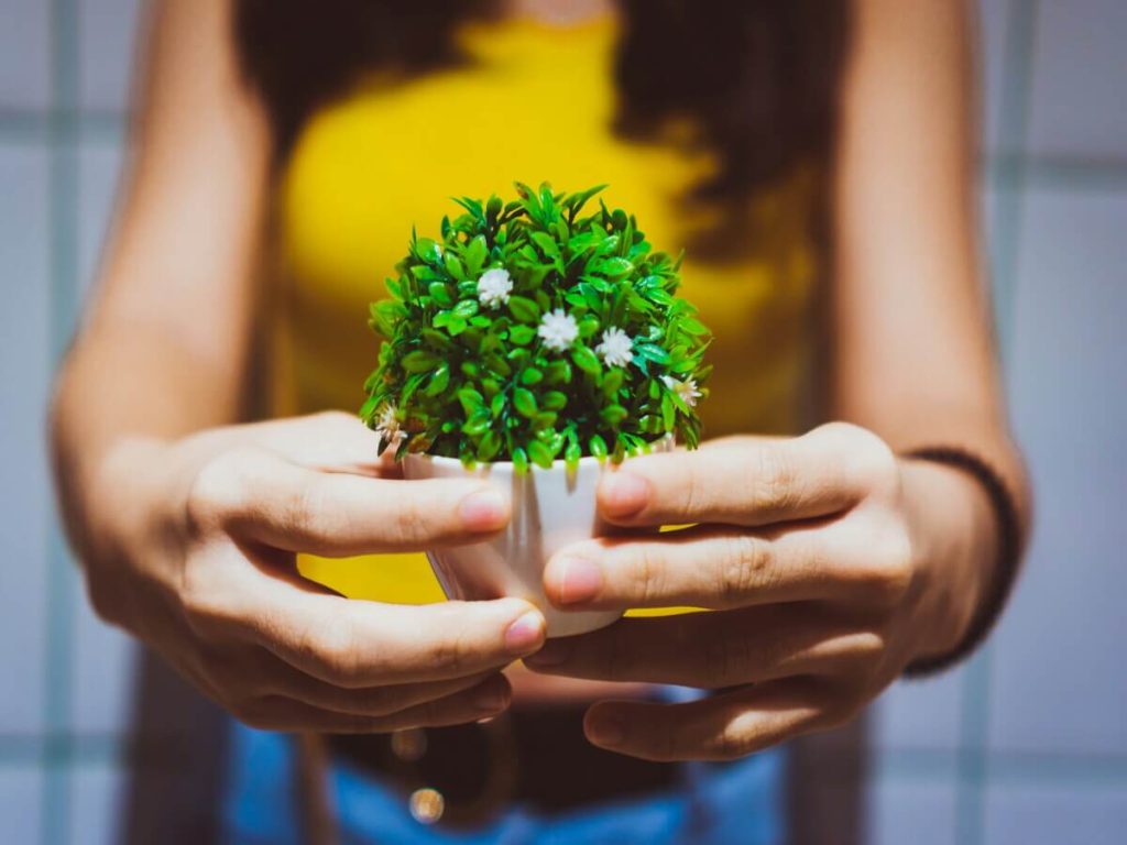 the Essence of Nature Décor
