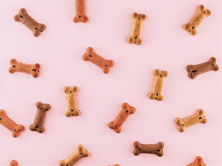 Colorful Dog Bone Toys